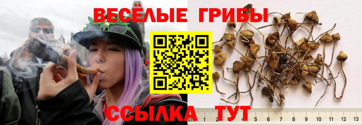 Псилоцибиновые грибы прущие грибы Анжеро-Судженск
